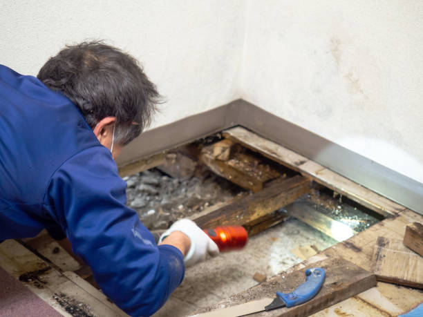 Best Office Mold Removal Services  in Marceline, MO