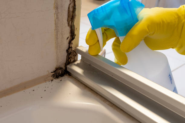 Best Mold Cleaning Services  in Marceline, MO