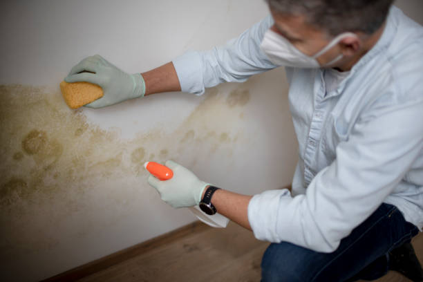 Best Professional Mold Removal  in Marceline, MO