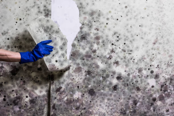 Reliable Marceline, MO Mold Removal Solutions
