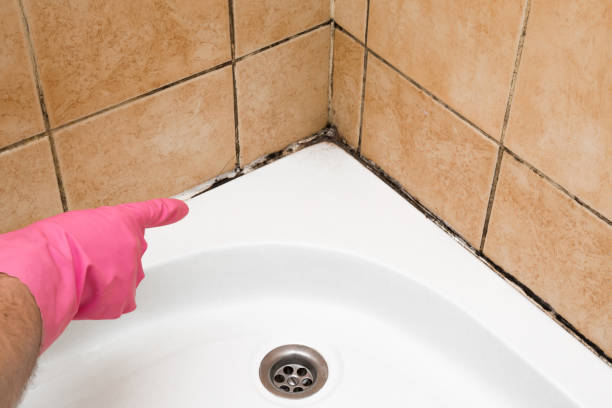 Best Black Mold Removal  in Marceline, MO